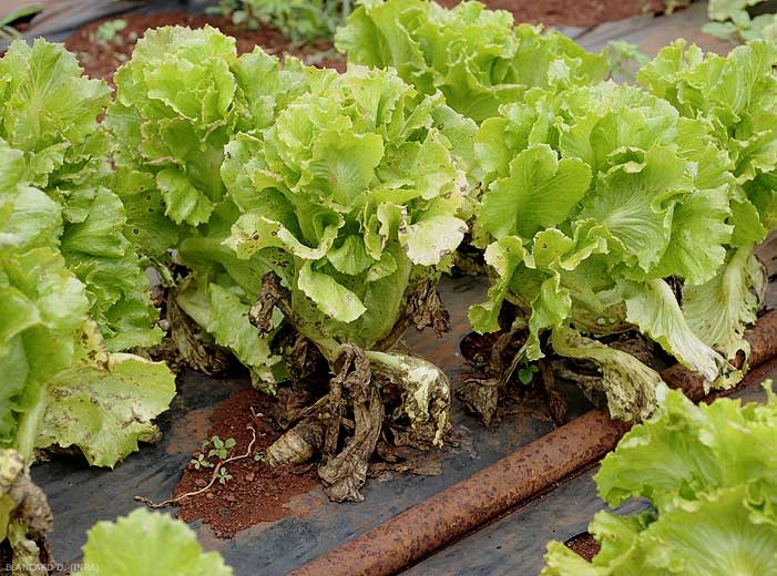 Fuerte ataque de Sigatoka a la lechuga: muchas hojas inferiores ahora están necróticas y marchitas.  <b> <i> Cercospora longissima </i> </b> 