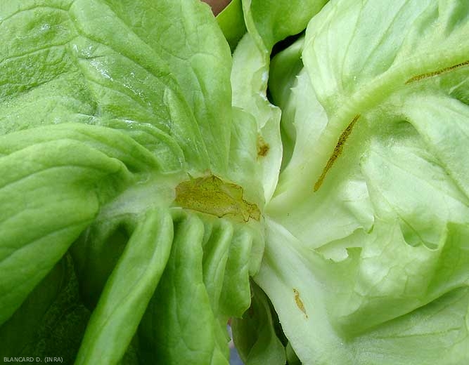 Se ha producido una rotura de tejido a lo largo de esta costilla principal.  <b> Daño por escarcha </b>