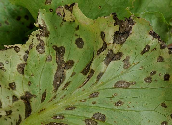 Aparición de manchas de Sigatoka bastante avanzadas visibles en la parte inferior de la lámina de la hoja;  observe sus discretos patrones concéntricos marrones y su centro de luz.  <b> <i> Cercospora longissima </i> </b>