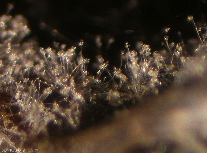 Alta concentración de conidióforos con conidios de <i> <b> Trichothecium roseum </b> </i> observados con lupa binocular. 