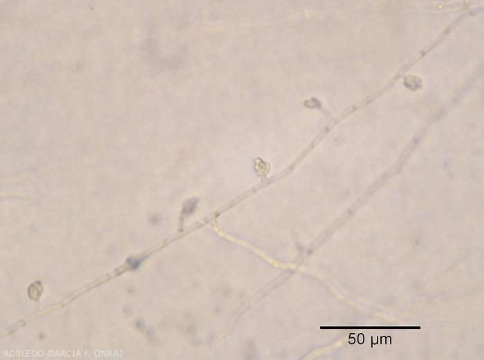 Aparición de microconidios de <b><i> Fusarium oxysporum </i> f.  sp.  <i> melongenae </i></b> agrupados en una cabeza falsa al final de conidióforos monofialidos cortos.