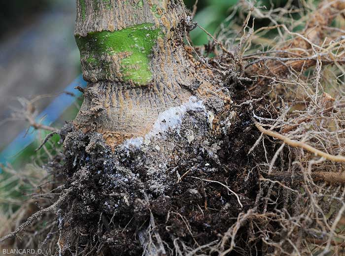 Detalle del micelio que recubre la lesión húmeda que rodea la base del tallo de un tallo de berenjena.  (<i><b> Sclerotium rolfsii </i></b>)
