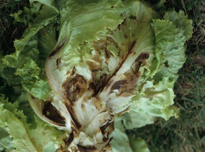 Varias hojas de esta ensalada muestran amplias manchas húmedas, de consistencia suave y de color marrón oscuro.  En algunos lugares, las telas se han derretido.  Una podredumbre está progresando en el corazón de la manzana.  <b> <i> Pythium </i> sp. </b> ("Enfermedades de <i> Pythium </i>")
