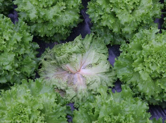 Las hojas externas de esta ensalada se marchitan debido a la invasión de los pecíolos y las venas principales por el hongo. <b> <i> Sclerotinia sclerotiorum </i> </b> (esclerotinia, <i> Sclerotinia </i> gota)