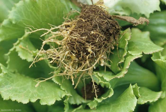 Los mismos síntomas se encuentran en plantas adultas; las agallas se forman principalmente en las porciones de raíces presentes fuera del cepellón. <b> <i> Meloidogyne </i> sp. </b> (nematodos agalladores) 