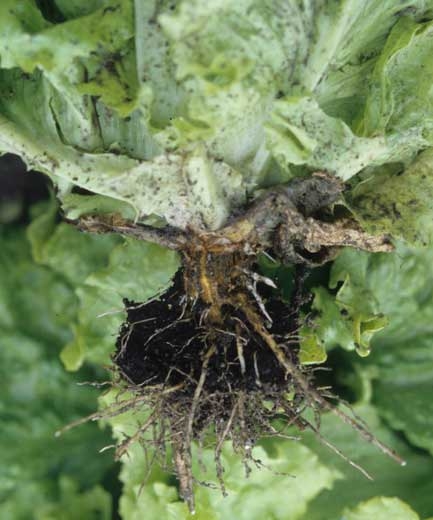 El sistema radicular de la lechuga desgarrada presenta numerosas lesiones más o menos corchosas. <i> <b> Sphingomonas suberifaciens </i> </b> 