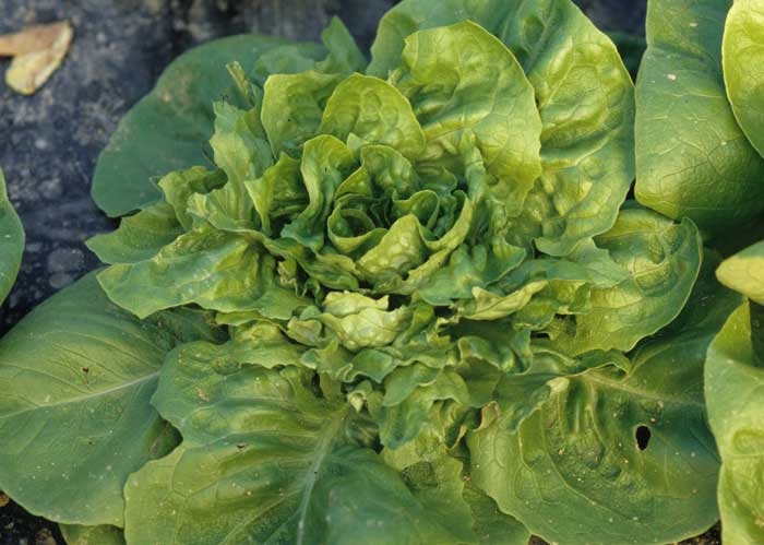 Muchas de las hojas de esta lechuga las ha roído un <b> conejo </b>. 