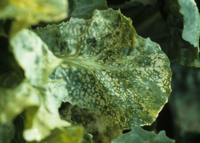 El amarilleo puede ser interveinal en forma de manchas que se extienden gradualmente. <b><i>Alfalfa mosaic virus</i></b>, AMV.