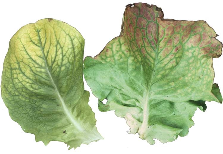 Las partes cloróticas de la lámina de la hoja a veces adquieren un tinte rojizo.  Este es el caso, por ejemplo, en períodos de bajas temperaturas. <b><i>Beet western yellows virus</i></b>, BWYV y <b><i>Beet pseudo-yellows virus</i></b>, BPYV.