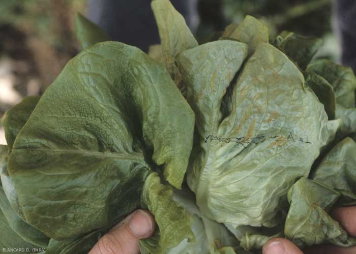 En estas hojas de la copa de una lechuga, se pueden distinguir fácilmente alteraciones interveinales alargadas, de color naranja en el envés del limbo (hoja derecha). Este último está ligeramente ampollado en la parte superior (hoja izquierda). <b> Daño por escarcha </b> 