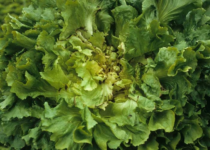 Varias hojas del corazón de esta escarola revelan un ennegrecimiento periférico. <b> <i> Pseudomonas </i> spp. </b> 