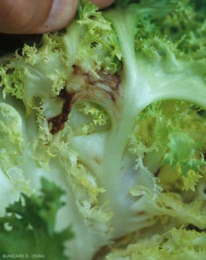 Las islas de células, donde se acumula el látex, eventualmente se rompen;  este último se extiende por el limbo circundante.  <b> Manchas de látex </b>