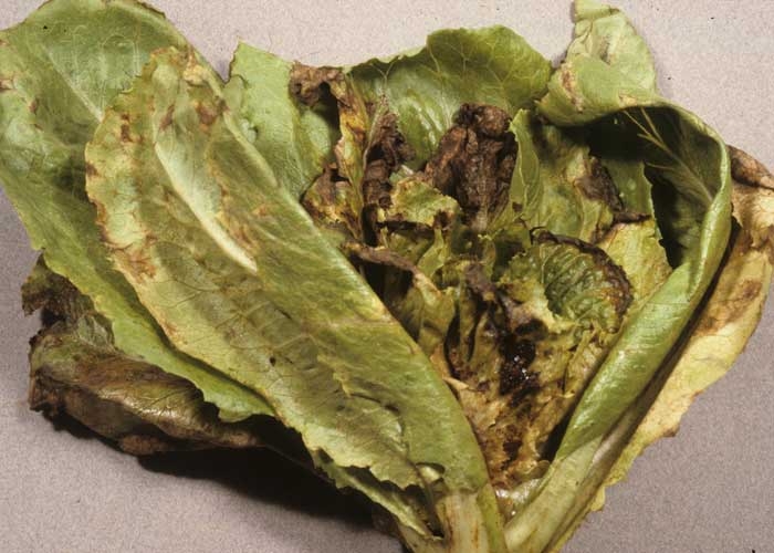 Grandes lesiones cloróticas y necróticas cubren más o menos las hojas de esta ensalada.  Algunas hojas del corazón están completamente necróticas. <b><i>Tomato spotted wilt virus</i></b>, TSWV.
