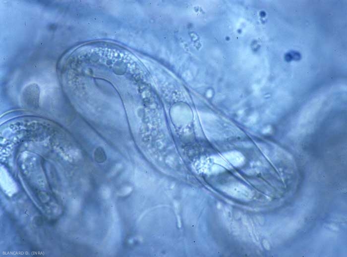 Huevo de <b> <i> Meloidogyne sp. </i> </b> que contiene una larva joven con un estilete claramente visible. (nematodos agalladores) 