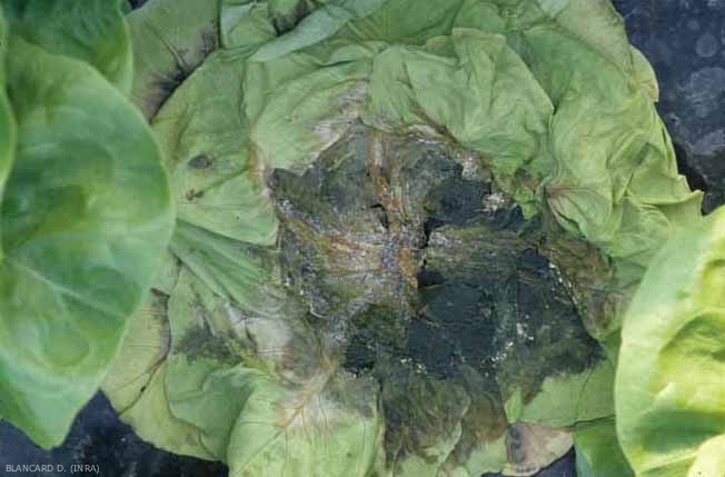 Los tejidos alterados son inicialmente húmedos a translúcidos; se descomponen con bastante rapidez. <b> <i> Sclerotinia minor </i> </b> (esclerotiniosa) 