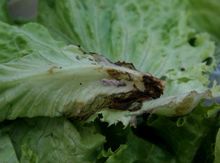Se ha formado pseudoesclerotia en la nervadura central de esta hoja de ensalada.  <b> <i> Thanatephorus cucumeris </i> </b> (<i> Rhizoctonia solani </i>).