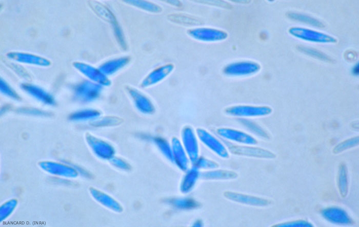 Las esporas alfa de <b> <i> Phomopsis viticola </i> </b> son elípticas a fusoides;  en los polos de estas esporas, hay dos formaciones esféricas características, comparables a las gotas de aceite.