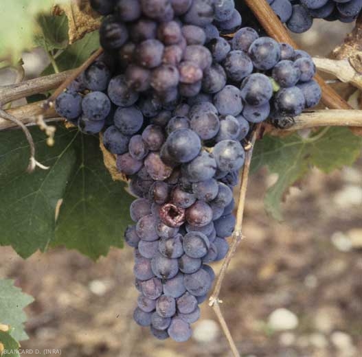 En las variedades de uva negra, las bayas contaminadas por la <b> podredumbre ácida </b> adquieren un color rojizo.