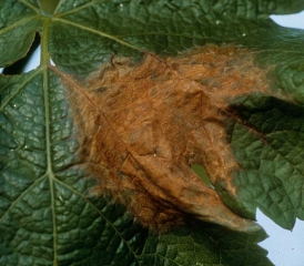 En este punto más avanzado y extenso, el tejido necrótico adquirió un tinte pardusco.
 <i> <b> Botrytis cinerea </b> </i>