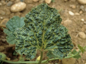 Gofrado regular y generalizado en toda la pala, sobre hoja de melón.  </b> Complejo de virus </b> (<i>Zucchini yellow mosaic virus </i>, ZYMV; <i>Cucumber mosaic virus </i>, CMV y <i>Watermelon mosaic </i> 2 <i>virus</i>, WMV-2)
