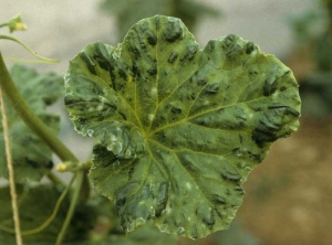 Numerosas ampollas de tamaño desigual se distribuyen por todo el limbo.  <b><i>Papaya ringspot virus</i></b>, PRSV.

