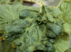 Lámina parcialmente ampollada y deformada que también presenta enación.<b><i>Zucchini yellow mosaic virus</i></b>, ZYMV.
