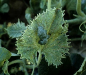 Lámina muy dentada en la que también se observa una gran ampolla. <b><i>Zucchini yellow mosaic virus</i></b>, ZYMV.
