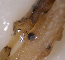 Además de un peritecio de <i> <b> Monosporascus </i> sp. </b>, también se observan microesclerocios de <i> <b> Phomopsis sclerotioides </b> </i> en este melón podrido de raíz.
