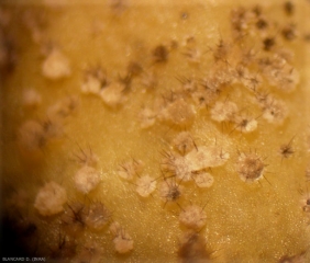 Aspecto con lupa binocular de los acérvulos de <b> <i> Colletotrichum orbiculare </i> </b>.  podemos distinguir claramente las cerdas negras erguidas dentro de un moco rosado formado por conidios aglomerados.  (antracnosis)