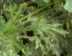 La hoja de esta hoja de calabacín es particularmente filiforme.<b><i>Watermelon mosaic virus</i></b>, WMV.