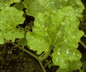 Hojas de calabaza afectadas por completo por un mosaico bastante débil. <b><i>Papaya ring spot virus</i></b>, PRSV.