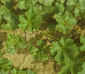 Planta de calabaza que muestra síntomas relacionados con un ataque del <b><i>Papaya ring spot virus</i></b>, PRSV.