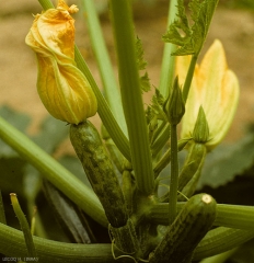 Calabacín joven, discretamente lleno de baches. <b><i>Papaya ring spot virus</i></b>, PRSV.