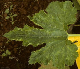 Aligeramiento de los nervios en hoja de calabacín.<b><i>Papaya ring spot virus</i></b>, PRSV.