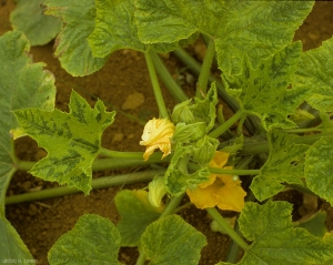 Síntomas de PRSV en patisson. <b><i>Papaya ring spot virus</i></b>, PRSV.