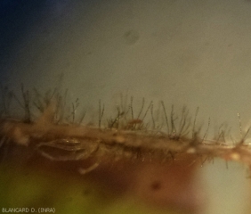 Numerosos conidióforos negruzcos, cada uno con conidios multicelulares, se erigen en la superficie de esta hoja de tomate.
<b><i> Corynespora cassiicola </b></i>(corynesporiose)