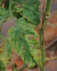 Manchas marrones bastante antiguas, y más recientes y por lo tanto de menor tamaño, salpican el limbo de la hoja de este folleto.
 <b> <i> Corynespora cassiicola </i> </b> (corynesporiosis)