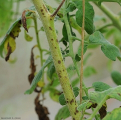 Numerosas lesiones marrones, húmedas, circulares a alargadas son visibles en este tallo de tomate.  Tenga en cuenta el pardeamiento total de dos racimos florales y algunos folletos.
 <b><i> Corynespora cassiicola</i></b> (corynesporiose)