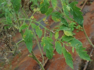 Varias pequeñas manchas marrones y necróticas cubren parcialmente estos folíolos de tomate y hacen que se pongan amarillos.
<b><i>Corynespora cassiicola</i></b>