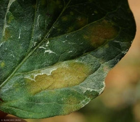 Detalle de una mancha clorótica observada en la superficie superior del limbo.
<b><i> Pseudocercospora fuligena</b></i>