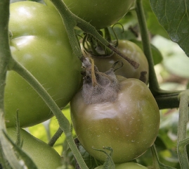 Podredumbre blanda iniciada a nivel de la cicatriz del tallo de este fruto de tomate verde. Este último está cubierto por un denso moho gris. <b> <i> Botrytis cinerea </i> </b> (moho gris, moho gris)