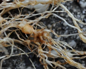 Además de la presencia de agallas, la corteza se vuelve marrón en algunos lugares.  <b> <i> Meloidogyne </i> sp. </b> (nematodos agalladores)