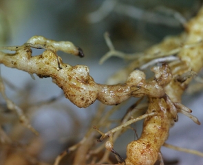 Detalle de una cadena de agallas en el sistema de raíces de una ensalada.  <b> <i> Meloidogyne </i> sp. </b> (nematodos agalladores)