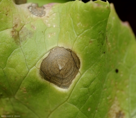 Aparición de una gran mancha de Sigatoka en la superficie superior del limbo;  observe sus discretos patrones concéntricos marrones y su centro claro.  <b> <i> Cercospora longissima </i> </b>