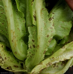 Esta ensalada, enfrentada a una fuerte presión de inóculo, tiene numerosas lesiones longitudinales de color beige a marrón, parecidas al cancro, en el nervio principal de sus hojas.  <b> <i> Cercospora longissima </i> </b>