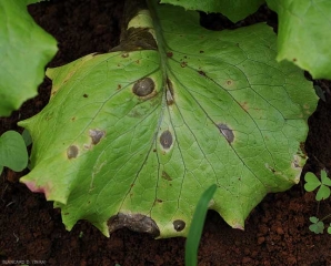 Algunas manchas bastante extensas son visibles en esta hoja baja de ensalada.  <b> <i> Cercospora longissima </i> </b>