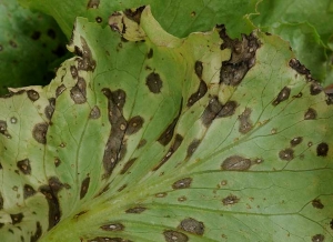 Aparición de manchas de Sigatoka bastante avanzadas visibles en la parte inferior de la lámina de la hoja;  observe sus discretos patrones concéntricos marrones y su centro de luz.  <b> <i> Cercospora longissima </i> </b>