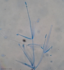 Verticillium1