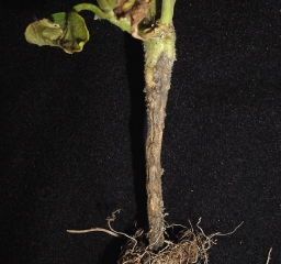 Alternaria-alternata1