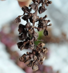 Todas las bayas de este racimo de uvas están completamente momificadas, algunas se han caído.  <i> Pilidiella diplodiella </i>